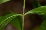 Showy gentian